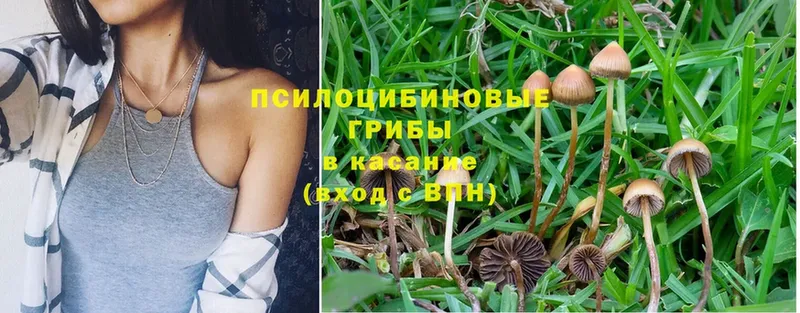 hydra рабочий сайт  Ахтубинск  Псилоцибиновые грибы Psilocybine cubensis 